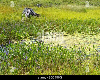 Ecosistema di laghetti, Parco Nazionale di Acadia, Maine Foto Stock