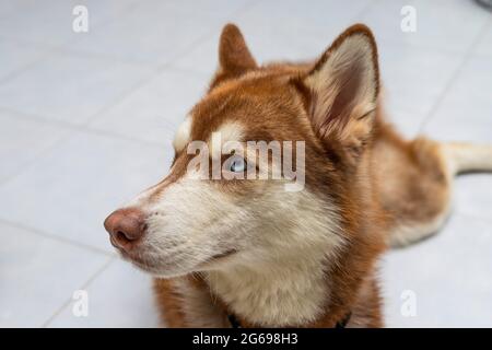 Ritratto di un Husky rosso siberiano che riposa nel pavimento. Foto Stock