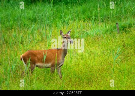 Una femmina cervo si trova in erba verde alta, vista estiva Foto Stock