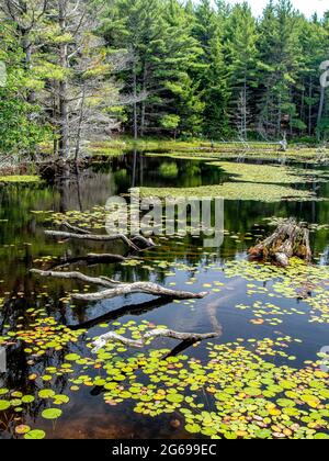 Ecosistema di laghetti, Parco Nazionale di Acadia, Maine Foto Stock