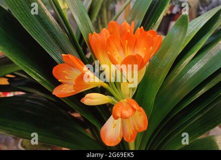 il giglio del kaffir fiorisce con petali d'arancio in mezzo alle foglie verdi nel giardino Foto Stock