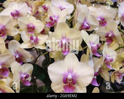 phalaenopsis giallo con il viola stamens fiorisce nel giardino in primavera Foto Stock