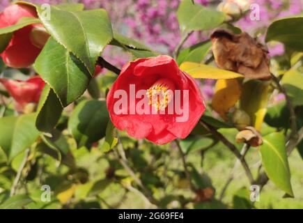 una sola camellia rossa fiorisce con balze gialle in giornata di sole Foto Stock