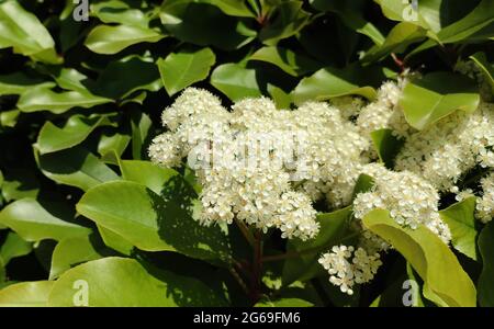 un'ape piccola sui piccoli grappoli di fiori bianchi in giorno di sole Foto Stock