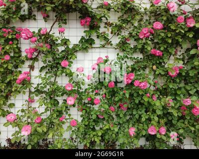 gruppi di rose fioriscono con foglie verdi sulla parete bianca Foto Stock