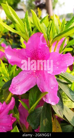 una singola azalea fiorisce sotto le foglie verdi nelle giornate di sole Foto Stock