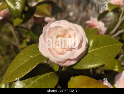La camellia rosa chiaro fiorisce nel pomeriggio soleggiato in giardino Foto Stock