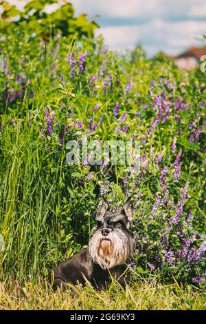 In miniatura Schnauzer cane o Zwergschnauzer Funny seduta all'aperto in verde estate prato erba con fiori viola fioritura Foto Stock