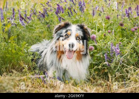 Simpatico cane Pastore australiano rosso e bianco che riposa in erba verde con fiori di fiori viola. Aussie è una razza di cane di medie dimensioni che è stato Foto Stock
