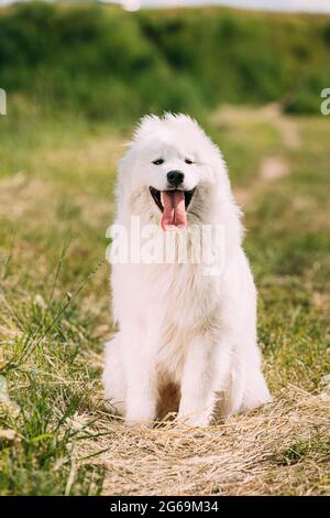 Divertente giovane cane Samoyed bianco o Bjelkier, Smiley, Sammy seduto in erba estiva Foto Stock