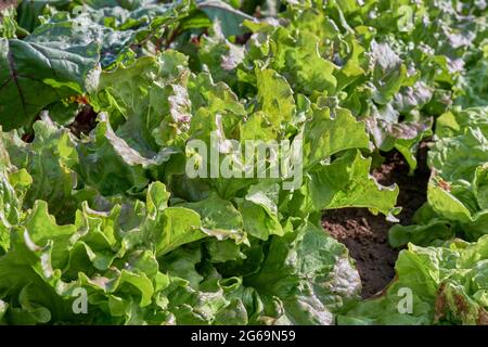 Lactuca sativa var. Crspa, lattuga verde che cresce nel giardino della cucina Foto Stock