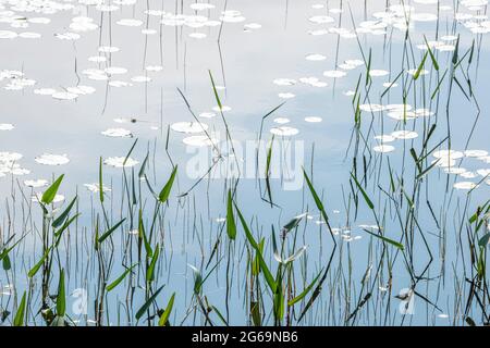 Erbe d'acqua dolce, Parco Nazionale di Acadia, Maine Foto Stock