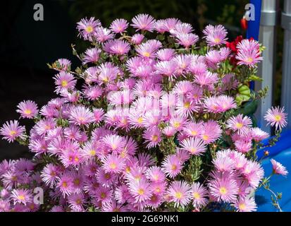 Truro, UK, 4 luglio 2021, fiori rosa in fiore al Green Truro Festival che è un evento di tre giorni che ha avuto luogo a Lemon Quay. L'evento offre ai produttori locali, ai rivenditori, alle aziende di giardinaggio, alle organizzazioni, ai gruppi di comunità e ai fornitori di servizi di formazione la possibilità di promuovere i loro prodotti, progetti e iniziative che ci motivano a condurre uno stile di vita sano e sostenibile.Credit: Keith Larby/Alamy Live News Foto Stock