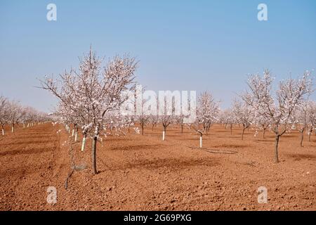 Fioritura alberi di mandorle campo paesaggio primavera Foto Stock