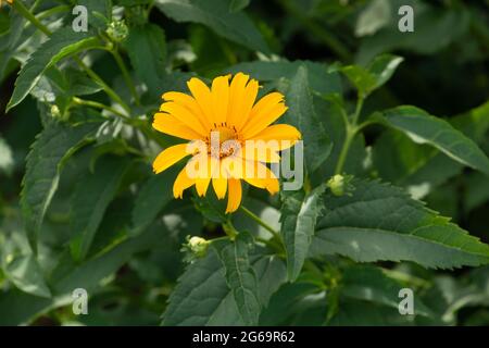 Daisy giallo Heliopsis singolo fiore primo piano cresce nel prato naturale Foto Stock