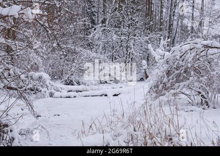 Paesaggio invernale del fiume ghiacciato Lesna in giorno nuvoloso con alberi neve avvolti intorno, Podlasie Voivodato, Polonia, Europa Foto Stock