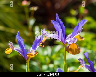 Fiori gialli, blu e marroni dell'iride olandese in fiore all'inizio dell'estate, Iris x hollandica 'Frans Hals' Foto Stock