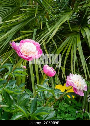 Fiori rosa e bianchi della prima estate della peonia erbacea, Paeonia 'ciotola della bellezza', di fronte alle fronde di Chamerops humilis Foto Stock