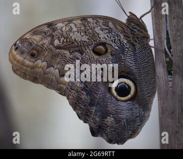 Farfalle Gigante (Caligo eurilochus) nel Giardino delle Farfalle Selvatura Park Monteverde, Costa Rica. Foto Stock