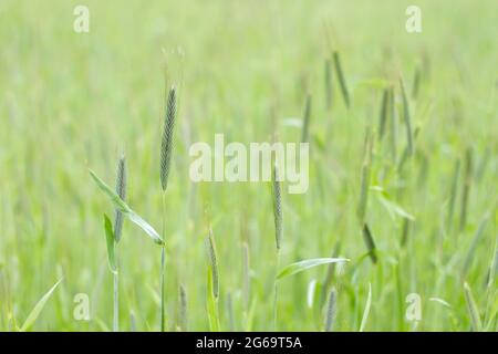 Green campo di grano Foto Stock