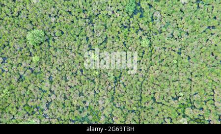 Zona umida primaverile in prato verde fresco dalla vista del drone, Podlaskie Voivodeship, Polonia, Europa Foto Stock