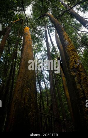 Parco Naturale Sintra Cascais, Portogallo - 11 Aprile 2021 : Eucalyptus tereticornis Foto Stock