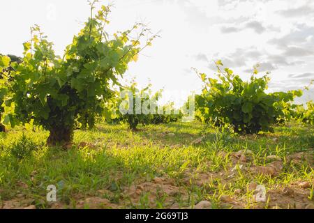 Estesi vigneti verde paesaggio a la Mancha, Spagna Foto Stock