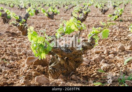 Estesi vigneti verde paesaggio a la Mancha, Spagna Foto Stock