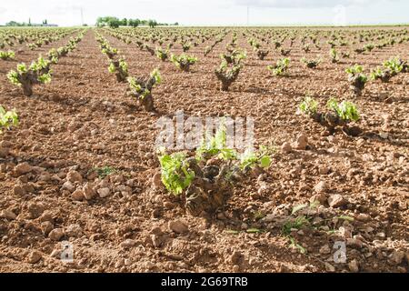 Estesi vigneti verde paesaggio a la Mancha, Spagna Foto Stock