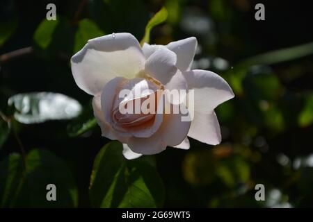 Cambridge UK, Backlight Rose Noisette, puramente bella British Landscape Estate 2021 Foto Stock