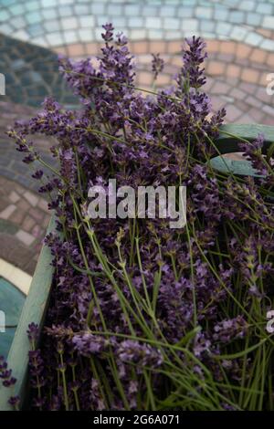 Fiori di lavanda che si asciugano al sole Foto Stock