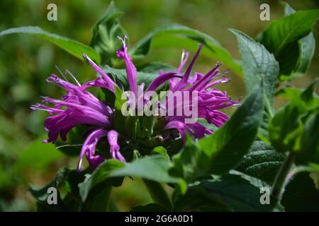 Puramente bello British Landscape Estate 2021, Cherry Hinton Hall Park Cambridge UK Foto Stock