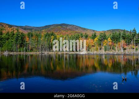 Autunno colore fogliame vicino whiteface montagna nel Adirondack Foto Stock