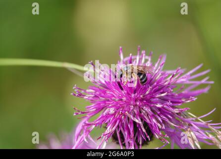 Un'ape di sudore maschile (halictus ligatus) che si nutre di un bel fiore rosa più grande (Centaurea scabiosa) Foto Stock