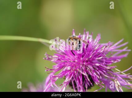 Un'ape di sudore maschile (halictus ligatus) che si nutre di un bel fiore rosa più grande (Centaurea scabiosa) Foto Stock