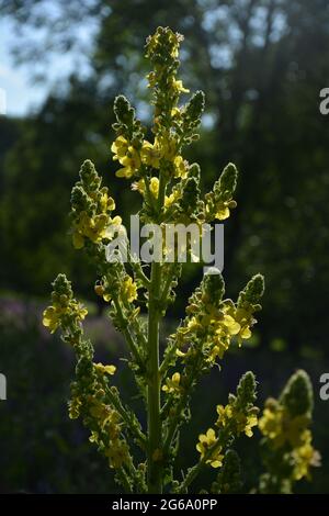 Retroilluminazione elegante Tall Royal come Yellow Flower, Cherry Hinton Hall Park Cambridge UK, puramente bella British Landscape Estate 2021 Foto Stock