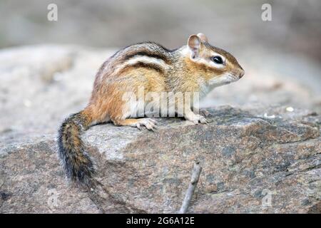 Chipmunk orientale ( Tamias striatus ) seduto sulla roccia guardando in avanti Foto Stock