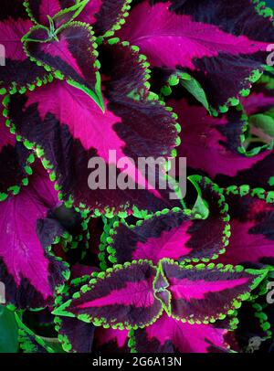 Vista ravvicinata delle foglie di coleo, una cultivar di coleo scutellarioides. Foto Stock