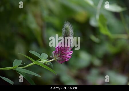 Trefoil a punta lunga con foglie e punta di fiore Foto Stock