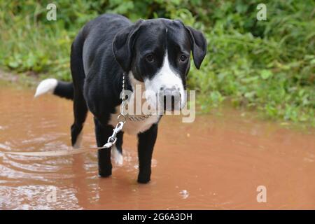 Il cane corre attraverso pudddle e lascia le stampe di zampa nel fango Foto Stock