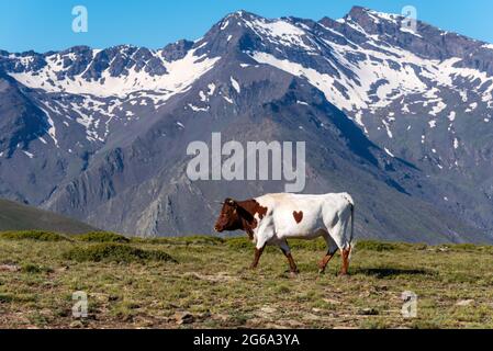 Mucca che pascolano sulle cime della Sierra Nevada, Granada, con testa marrone e corpo bianco, e una macchia marrone sulla sua schiena a forma di cuore. Foto Stock
