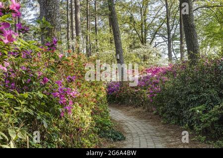 Azaleas blooming along the footpath Foto Stock