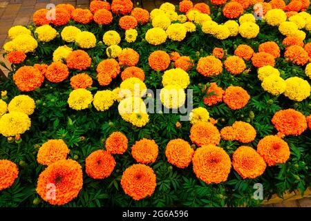 Una mostra di piante di Marigold giallo e oro in vendita in un Garden Center dello Yorkshire del Nord in pentole da 3 litri Foto Stock