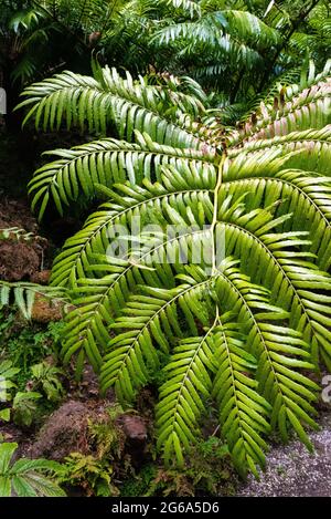 Bellissimi fiori al Domain WinterGardens di Auckland, Nuova Zelanda Foto Stock