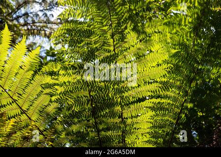 Bellissimi fiori al Domain WinterGardens di Auckland, Nuova Zelanda Foto Stock