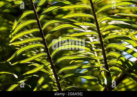 Bellissimi fiori al Domain WinterGardens di Auckland, Nuova Zelanda Foto Stock