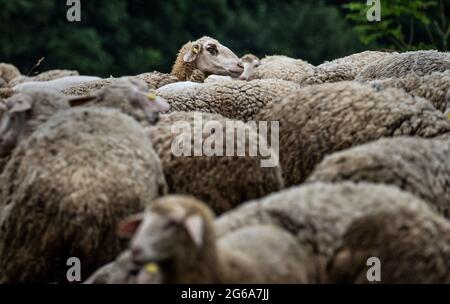 04 luglio 2021, Hessen, Francoforte sul meno: Una pecora svela dal gregge che pascola in un prato nel nord-est di Bergen Township. Foto: Frank Rumpenhorst/dpa Foto Stock