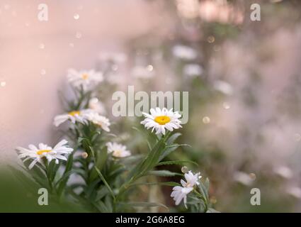 Camomilla campo fiori bordo. Bella scena della natura con camomille mediche fiorenti in luce solare. Medicina alternativa Spring Daisy. Estate volata Foto Stock