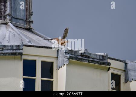 Bristol, Regno Unito. 04 luglio 2021. In un pomeriggio umido, un giovane gheppio atterra sul tetto della Clifton Observatory Tower, guardando il Clifton Suspension Bridge a Bristol. Credito immagine: Robert Timoney/Alamy Live News Foto Stock