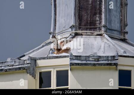 Bristol, Regno Unito. 04 luglio 2021. In un pomeriggio umido, un giovane gheppio atterra sul tetto della Clifton Observatory Tower, guardando il Clifton Suspension Bridge a Bristol. Credito immagine: Robert Timoney/Alamy Live News Foto Stock